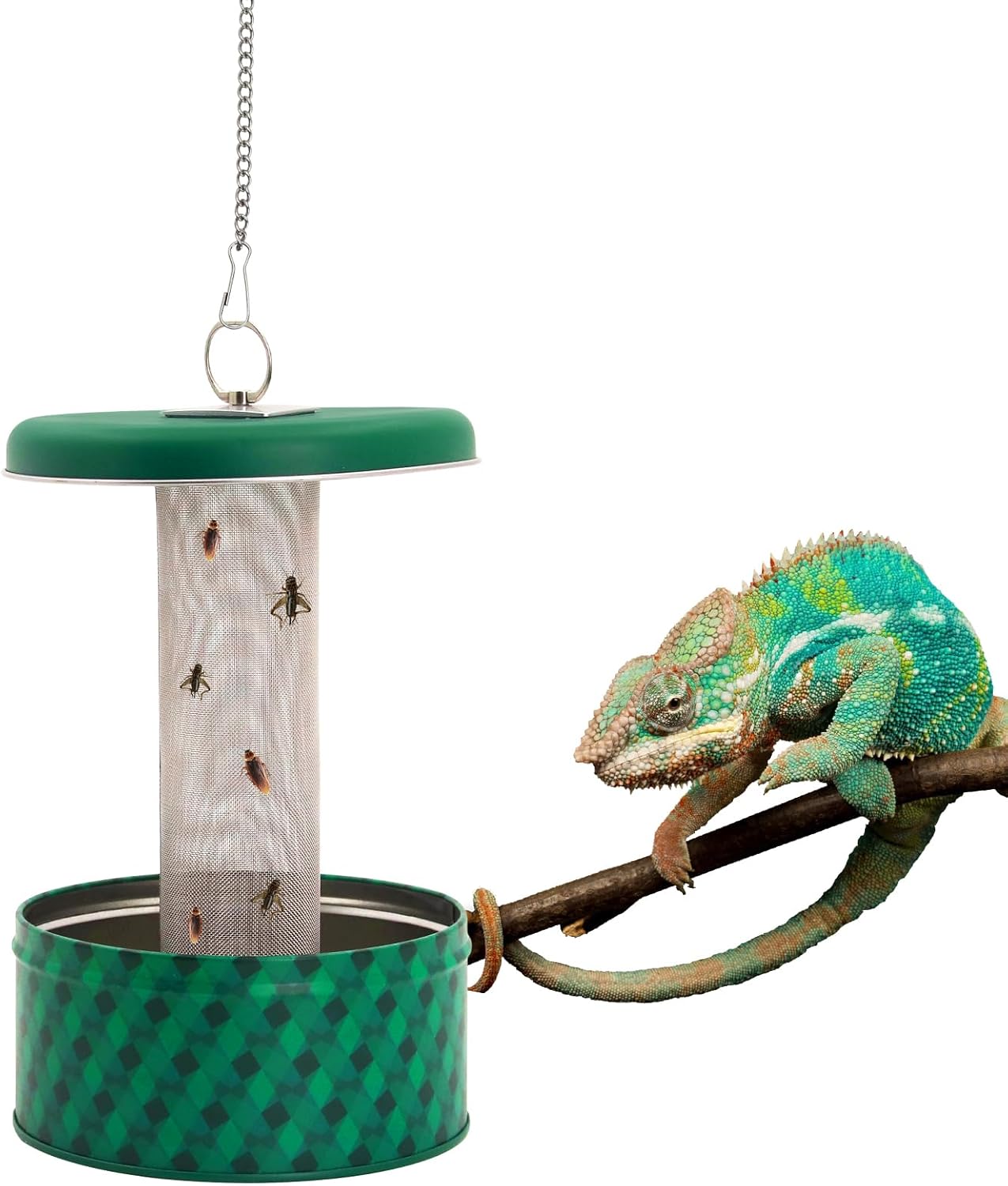 Water Dish Reptile - Alimentador de dragão barbudo camaleão bug