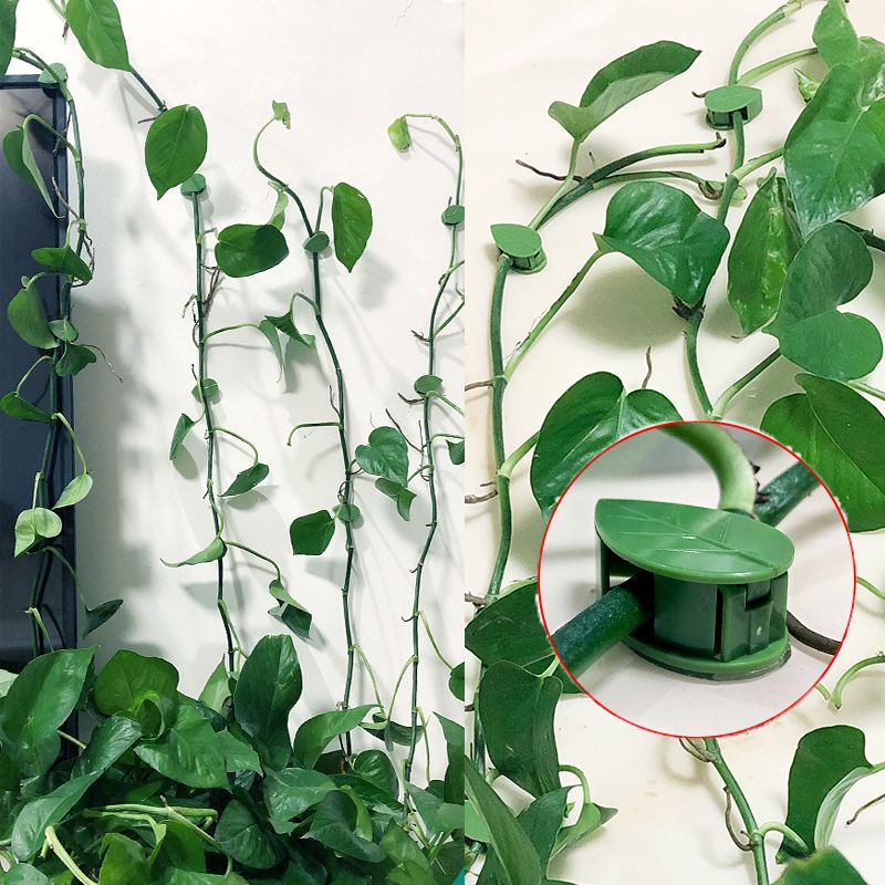Vine Climbing Plastic - 10/30/50 Peças de Clipes de Fixação